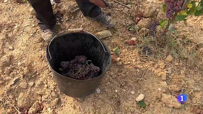 El Priorat avança la verema