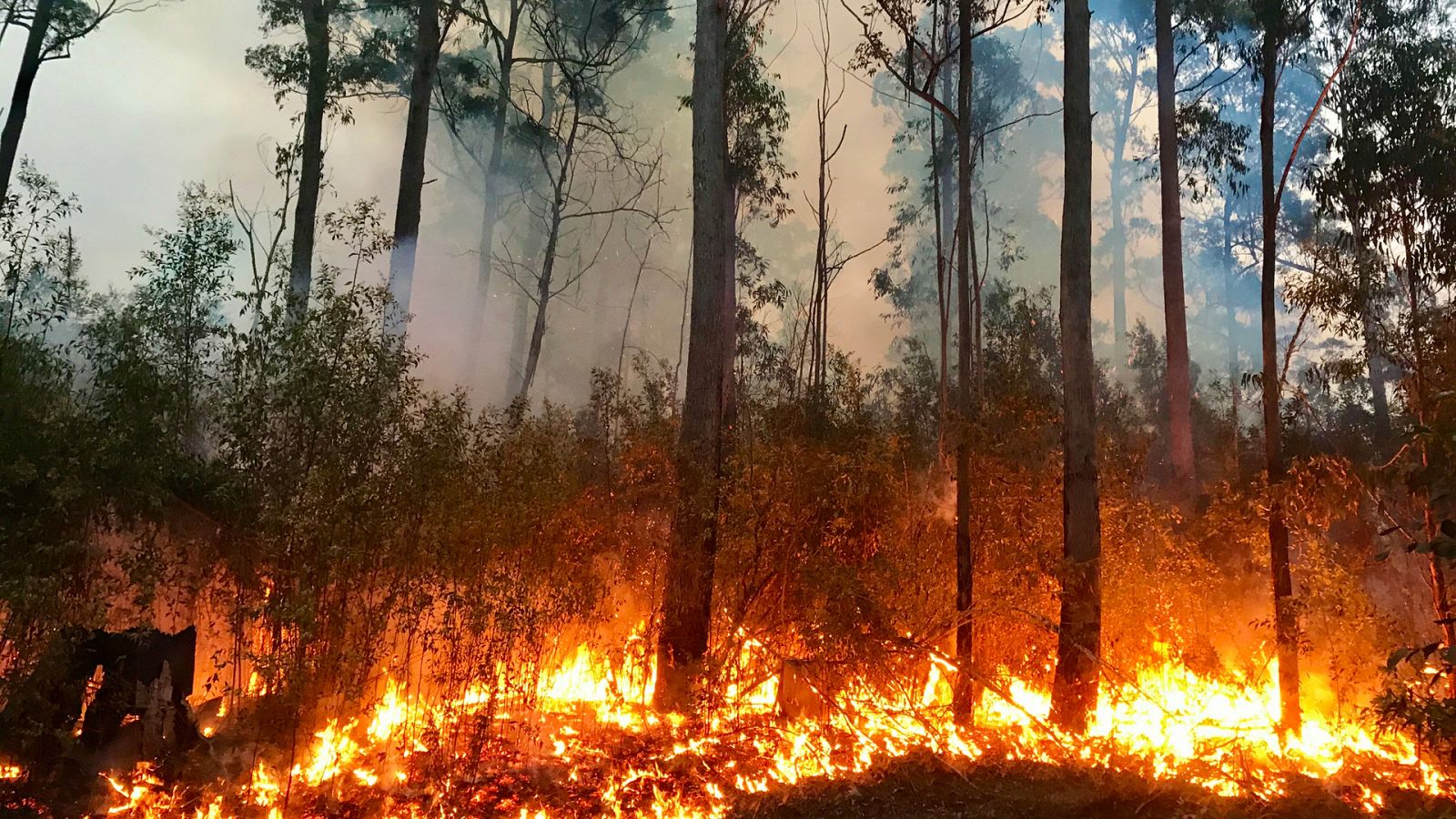 El bosque protector - Incendios forestales