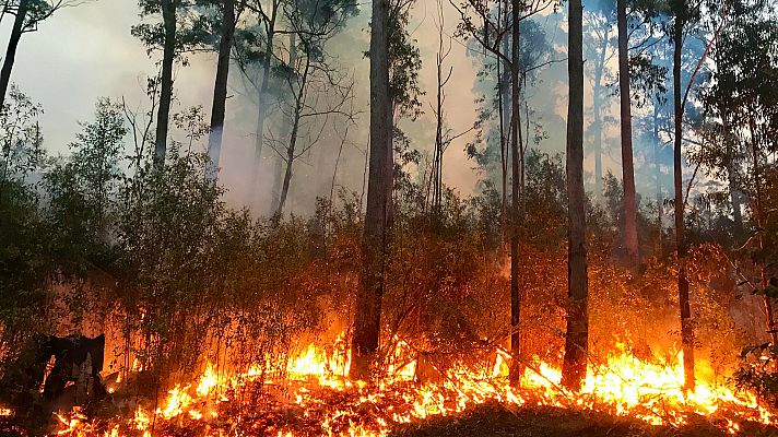 Incendios forestales