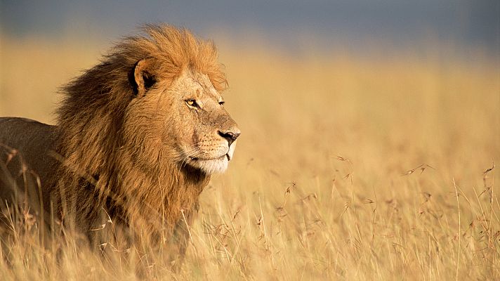 Panteras - León. Del desierto a la sabana