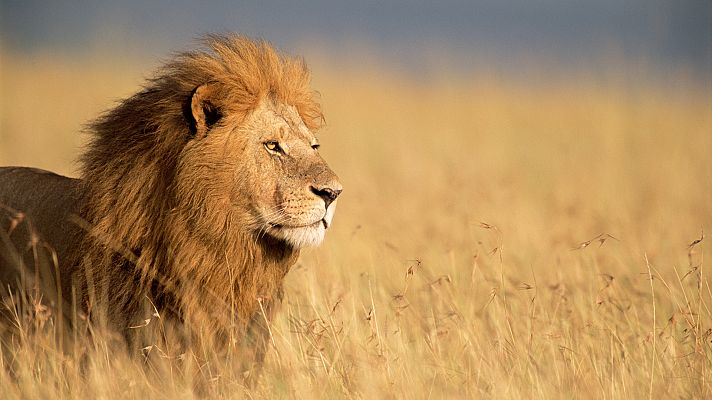 Panteras - León. Del desierto a la sabana