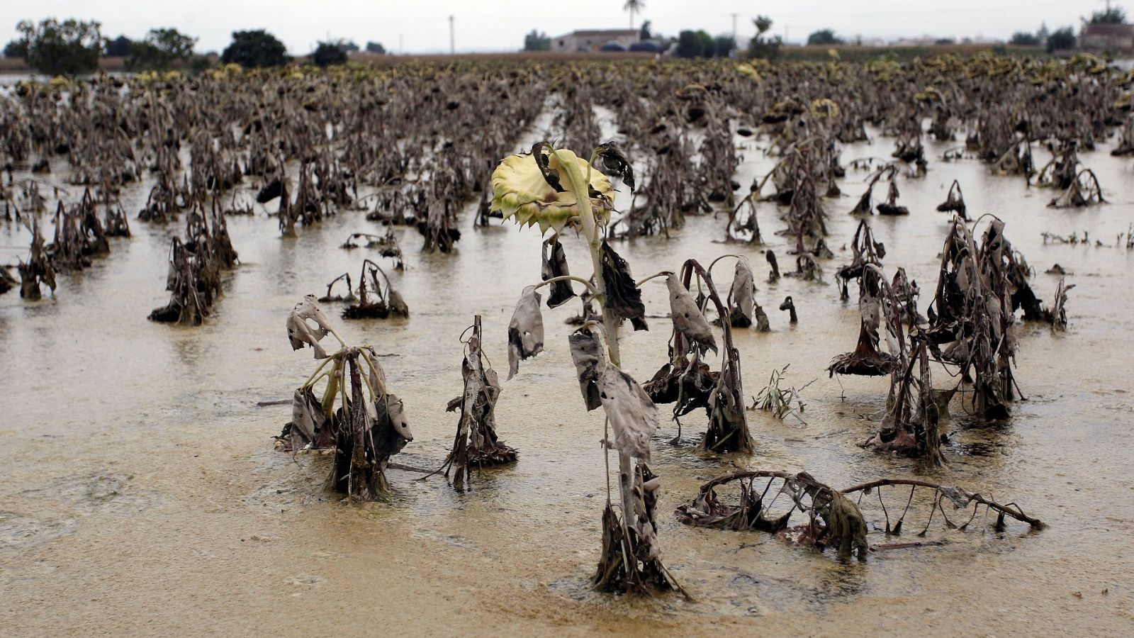 Aunque la última DANA remitió hace ya una semana, es difícil acceder a muchos de los cultivos y, según los peritos, hay 40.000 hectáreas afectadas.