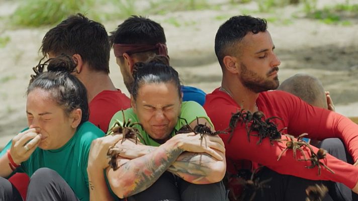 Pelea en la prueba de las tarántulas