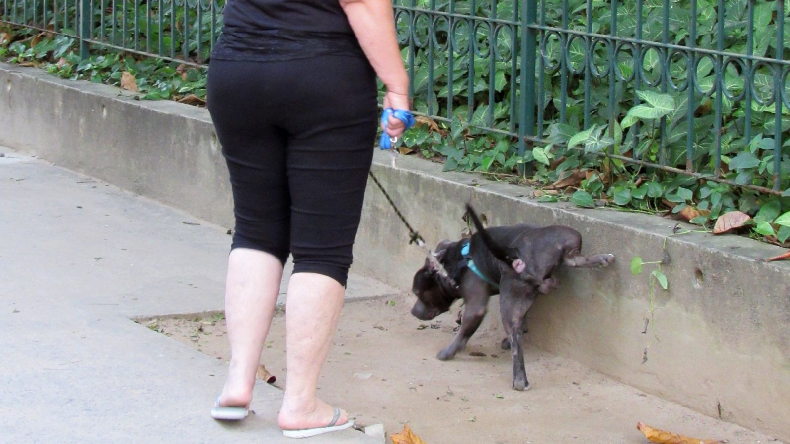 Obligados a limpiar los orines de sus perros | Ver