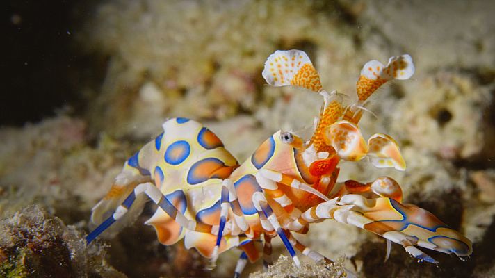 El círculo mágico del arrecife - Pequeños gigantes: Los Bentónicos