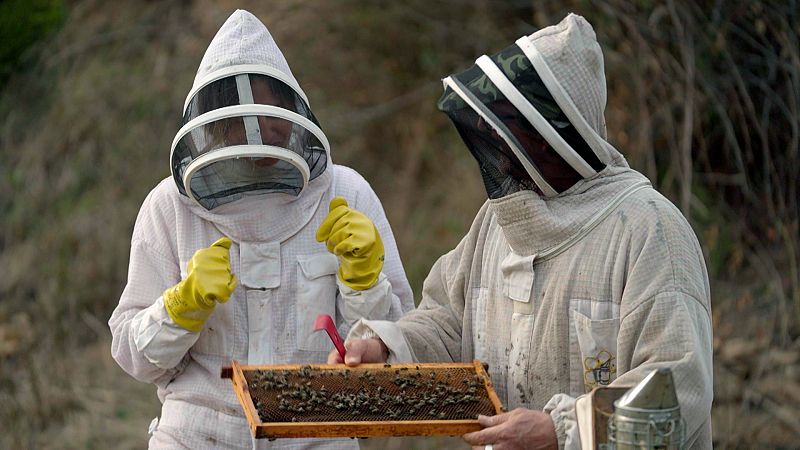 Martina Klein descobreix en què consisteix la transhumància d'abelles