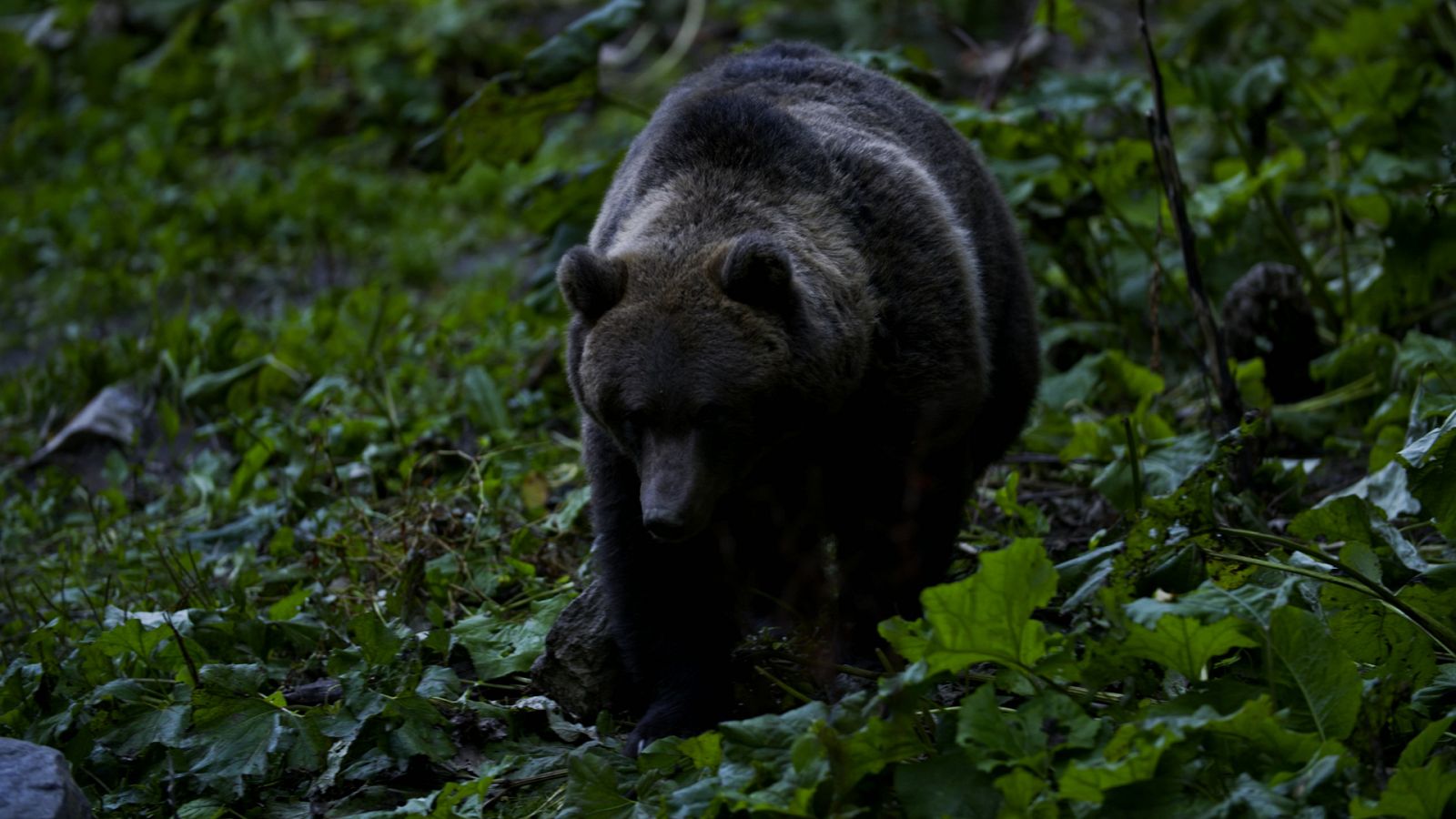 Depredadores de los Cárpatos - Episodio 1: El reino del oso - ver ahora