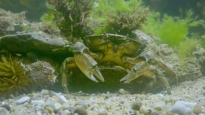 Somos documentales - Normas de etiqueta de la naturaleza: quién viste qué y por qué - ver ahora