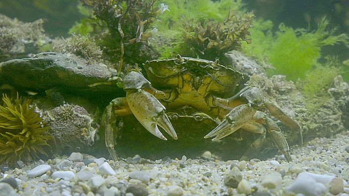 Normas de etiqueta de la naturaleza; quién viste qué