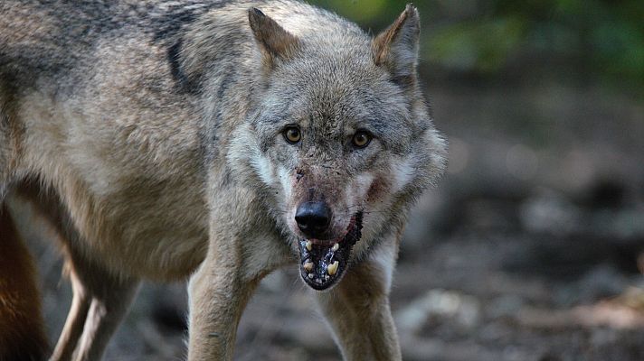 Depredadores de los Cárpatos - El reino del lobo