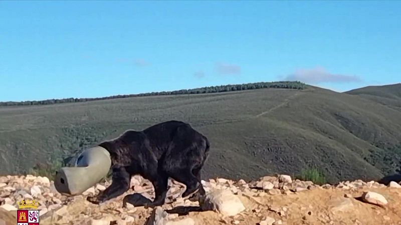 Rescatan a un oso con la cabeza atrapada en un bidón plástico