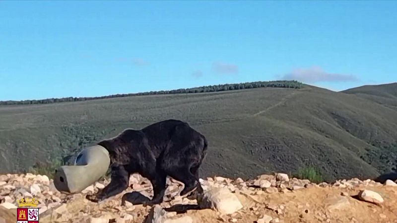 Rescatan a un oso con la cabeza atrapada en un bidón plástico