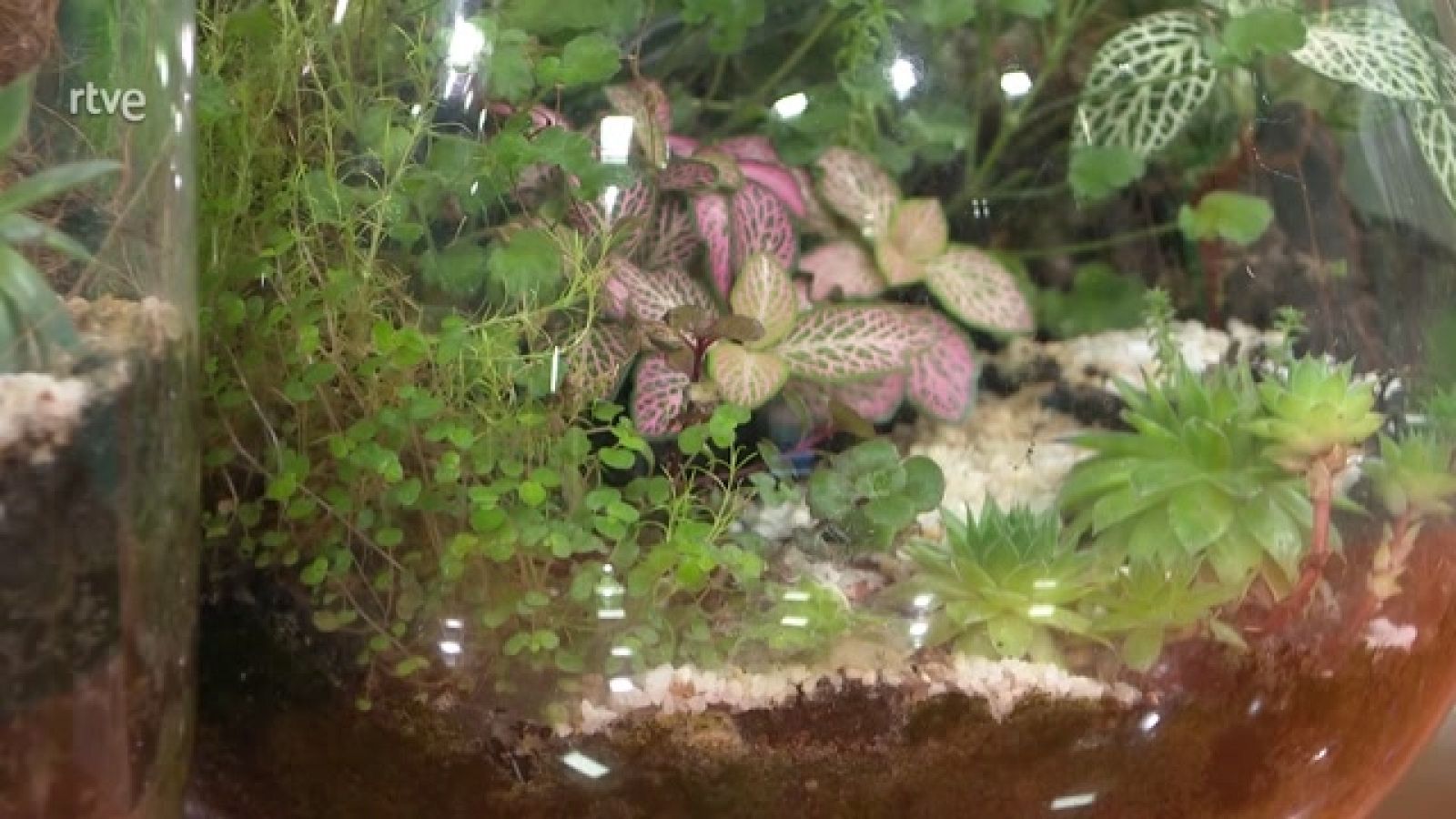 Aquí la Tierra - Cultivar en Cajas de Ward