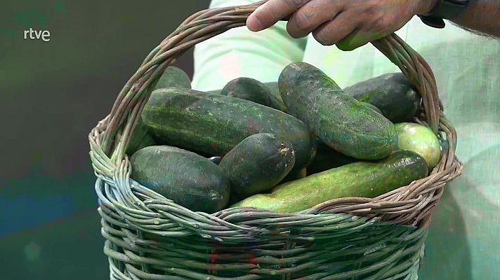 Cómo cosechar pepinos