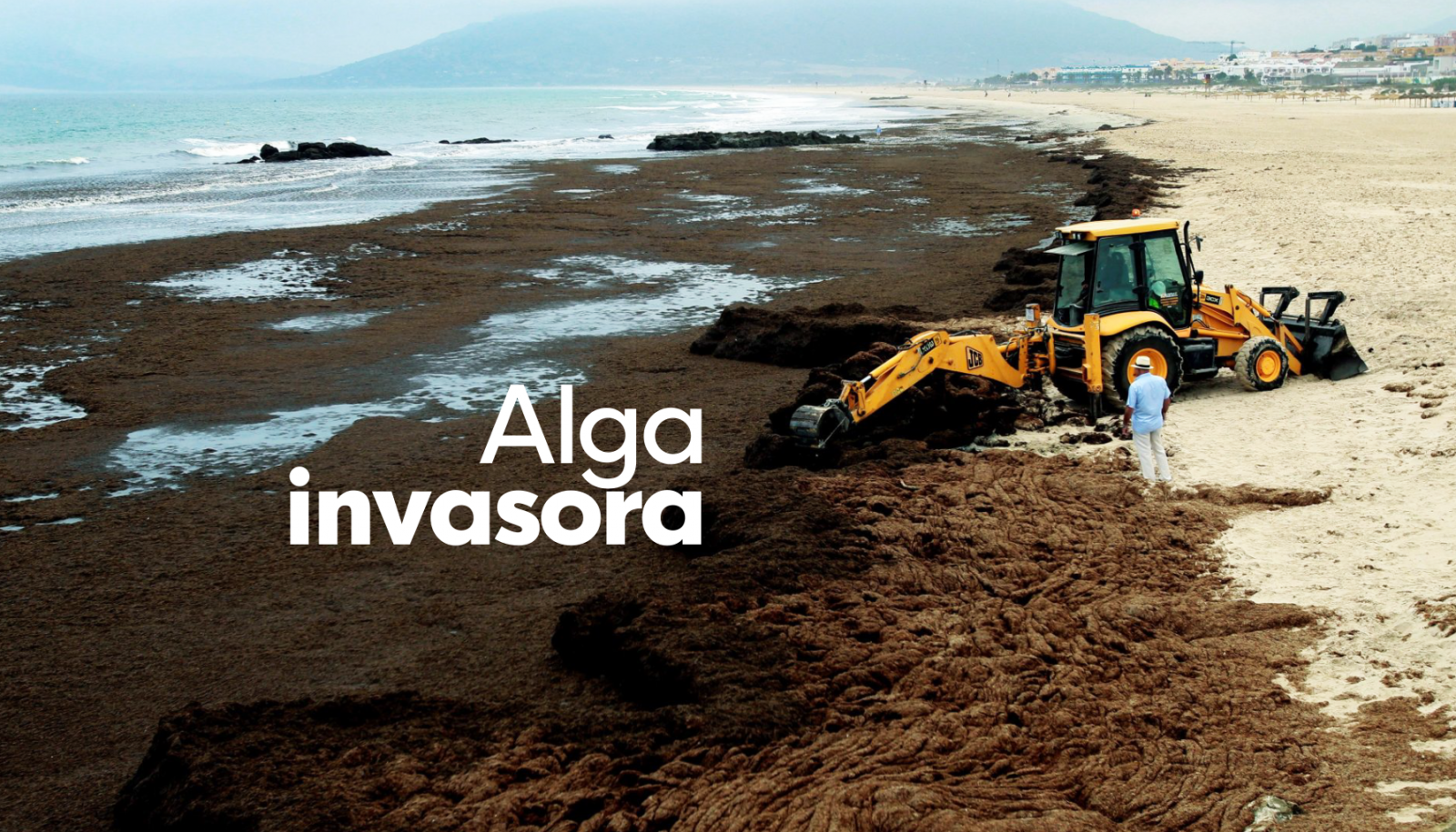 La invasión del alga asiática - Ver ahora