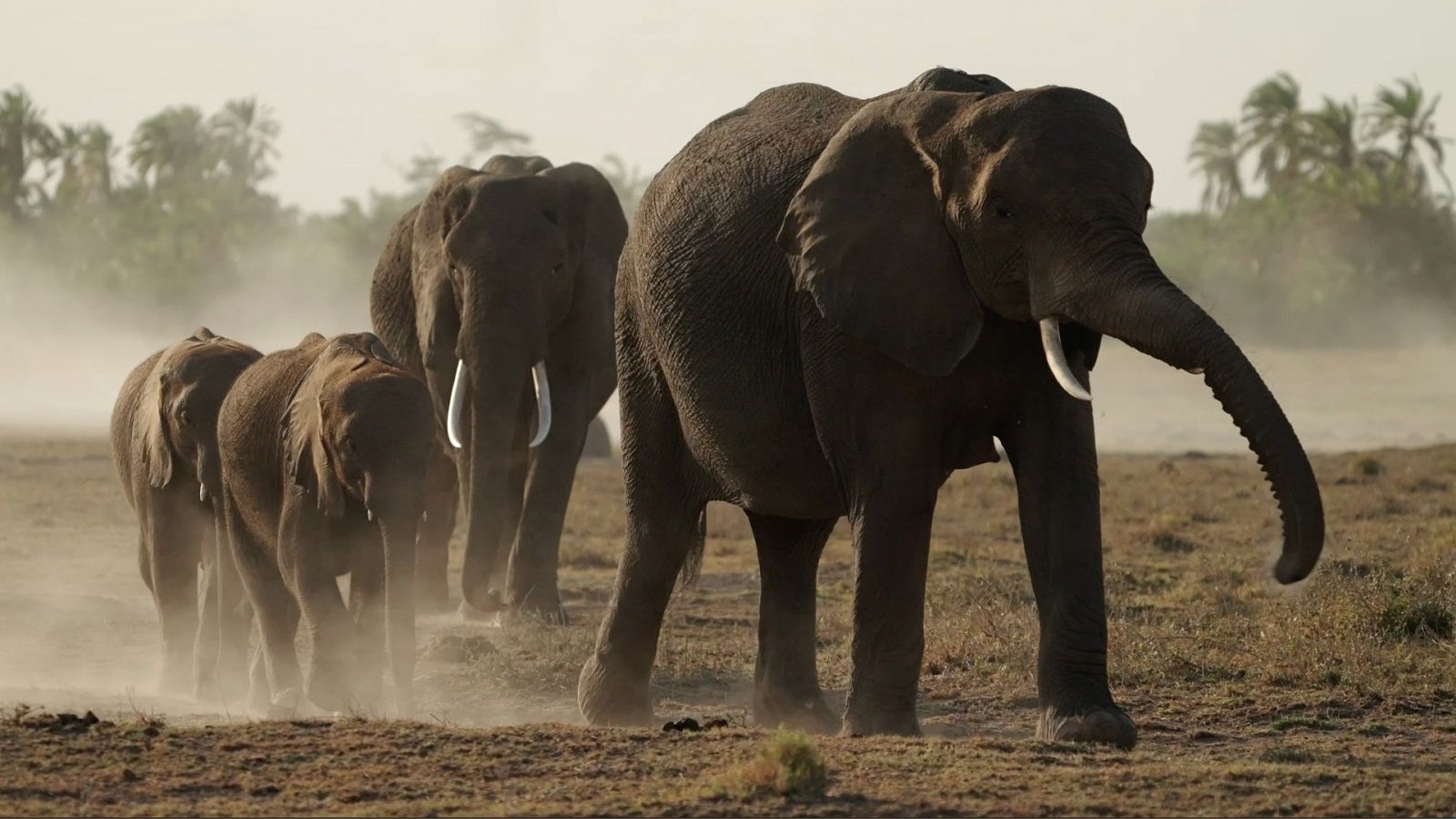 Somos documentales - Heroínas de la sabana - ver ahora