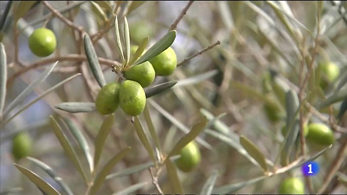 Dos malas campañas consecutivas disparan el precio del aceite de oliva