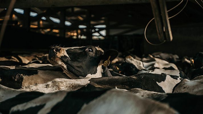 Telediario 1 - El 'COVID de las vacas' se expande por España