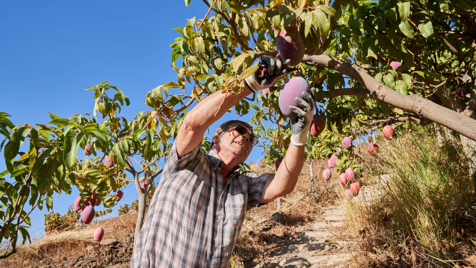 La sequía golpea la producción de aguacate y mango en Málaga 