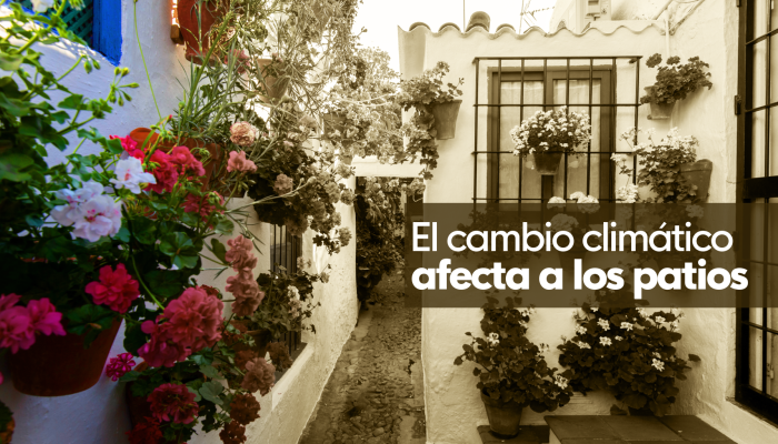Noticias Andalucía - Cambio climático en los patios cordobeses