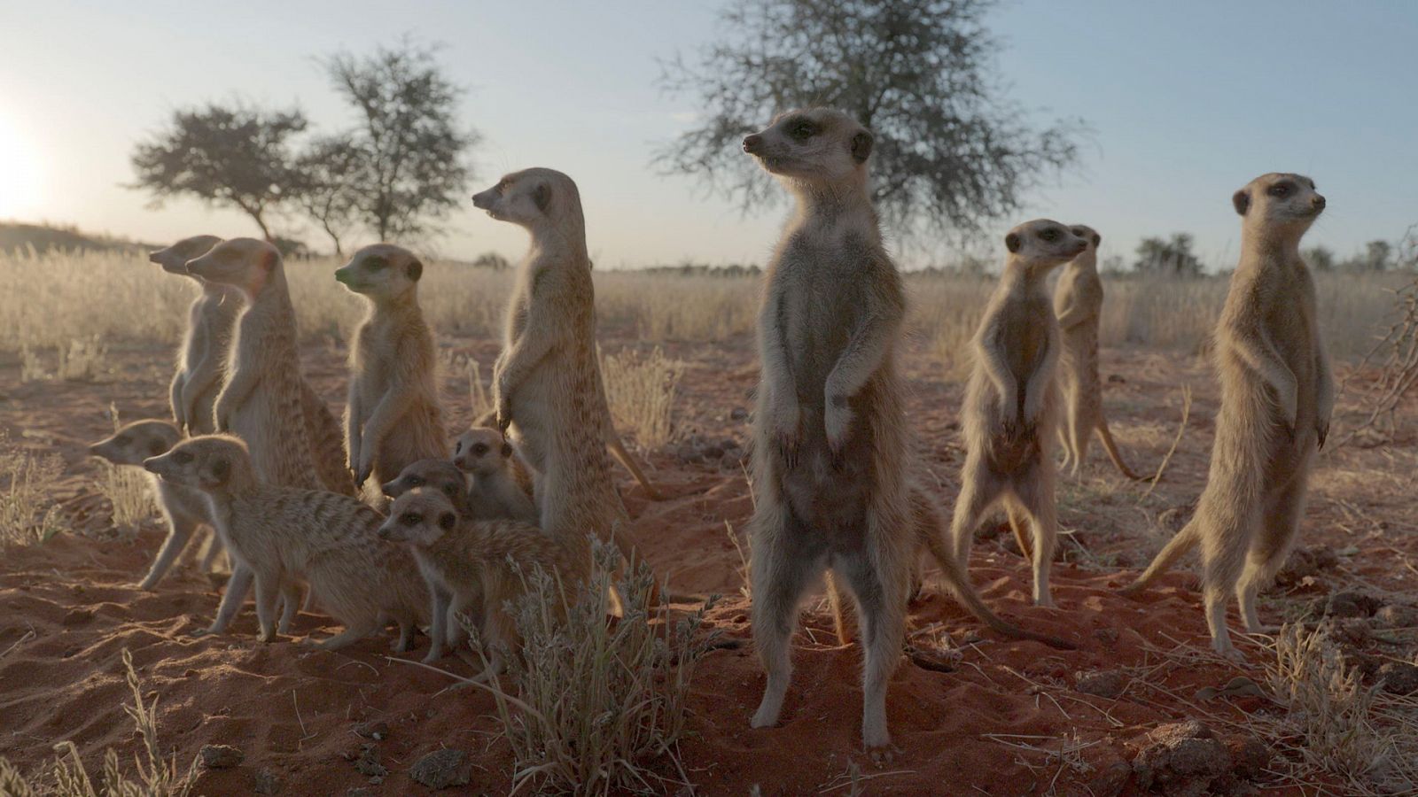 Somos documentales - Namibia la vida en la selva