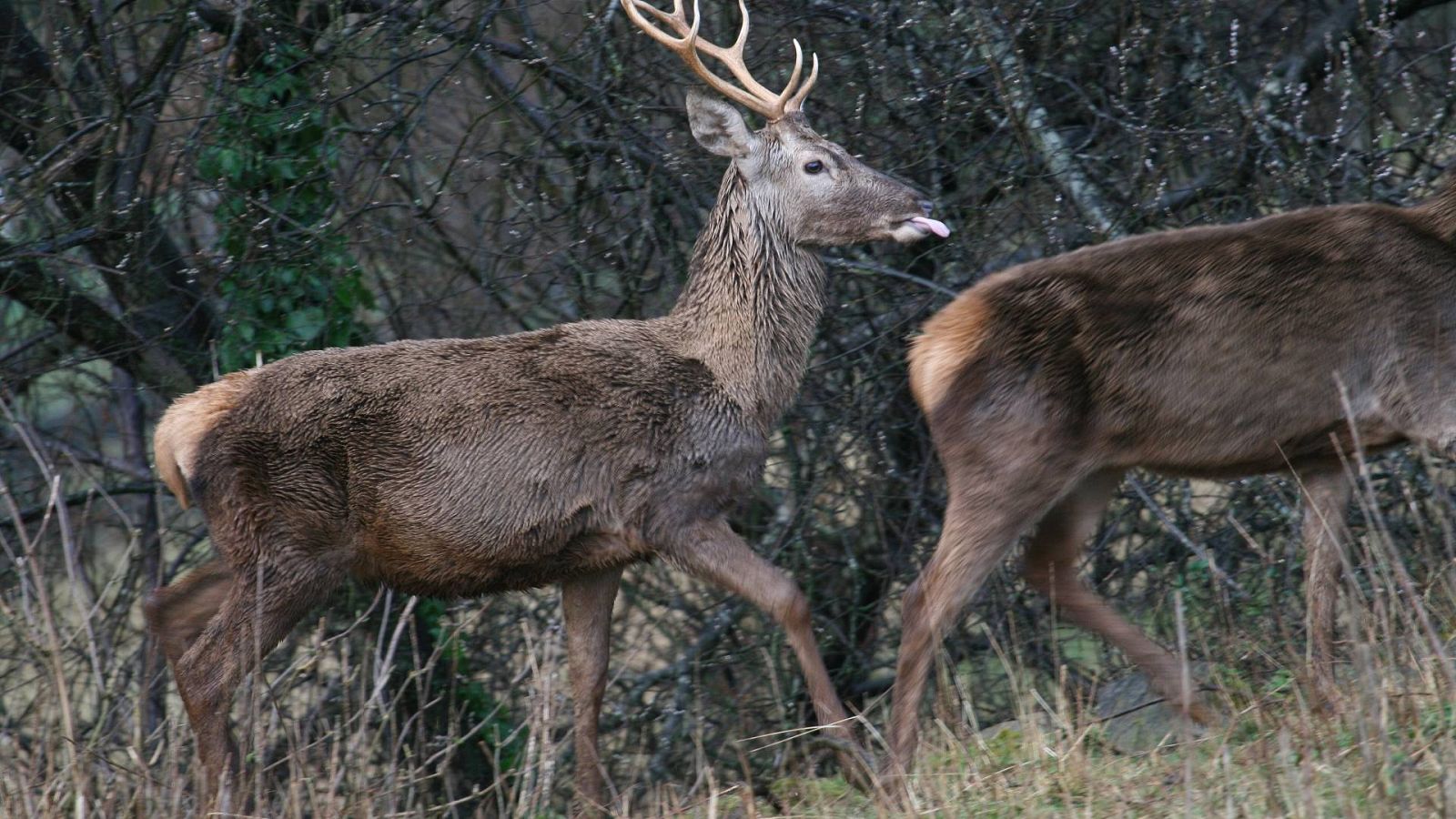 El Gobierno de Extremadura quiere devolver la caza al Parque Nacional de Monfragüe 