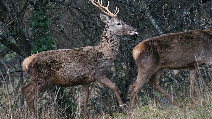 El Gobierno de Extremadura quiere devolver la caza al Parque Nacional de Monfragüe y el central le dice que es ilegal