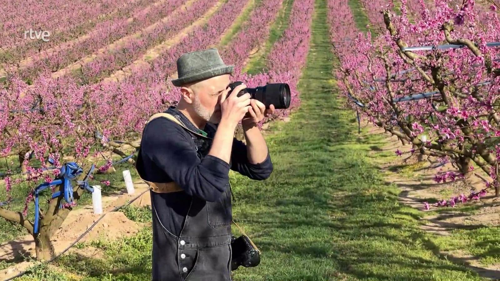 Fotografiar els presseguers d'Aitona | Va de Verd