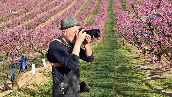 Fotografiar els presseguers d'Aitona