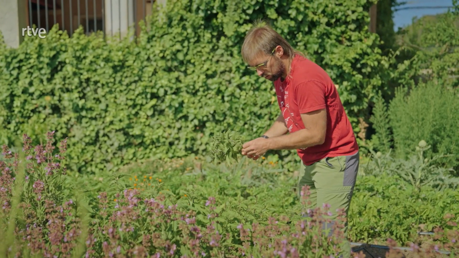 La recepta perduda - Promoció de les plantes per cuinar - Veure ara