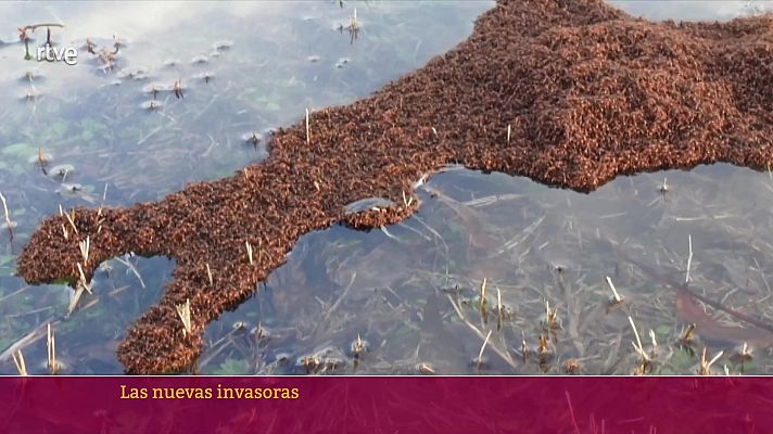 Objetivo Planeta - Las nuevas invasoras