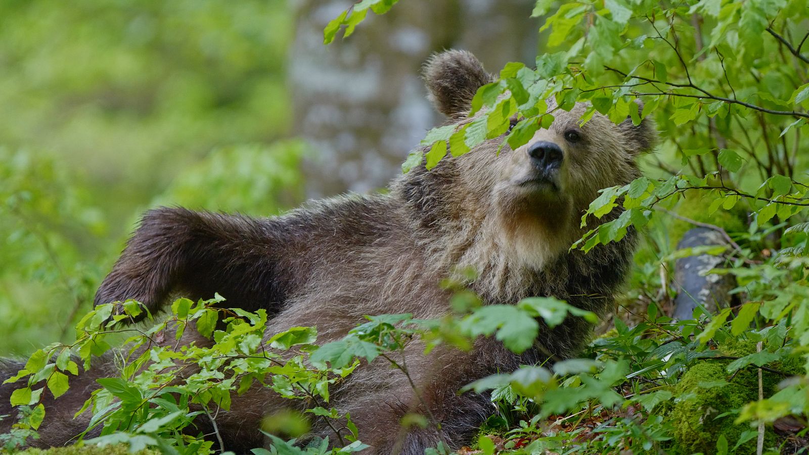 Somos documentales - Los osos de las montañas Karavanke