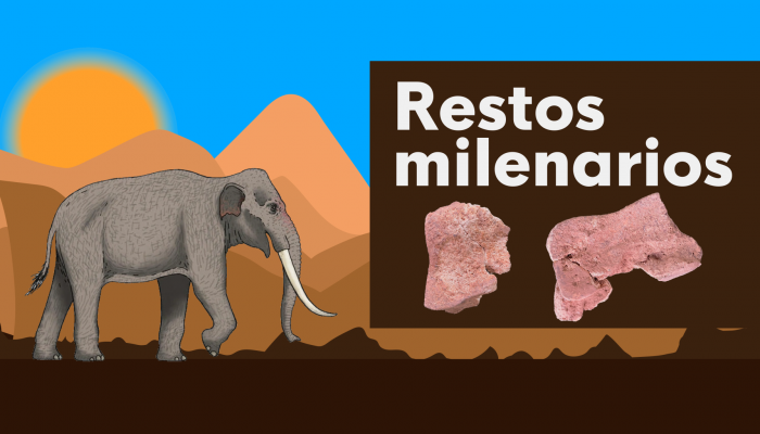 Noticias Andalucía - ¿Hueso de elefante de cartagineses?