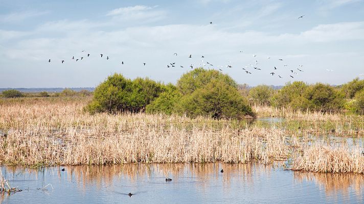 Telediario 2 - Condenados cinco grandes propietarios a tres años y cinco meses de prisión por la extracción de agua en Doñana