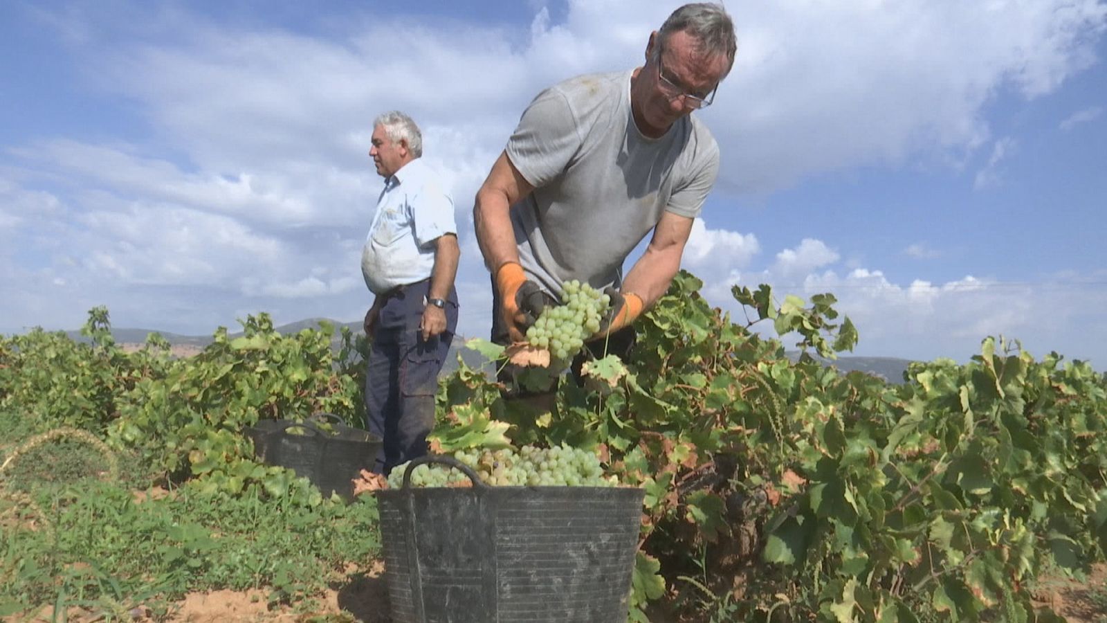 Agrosfera - 23/09/23 - ver ahora