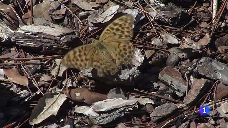 Com la sequera està canviant el paisatge natural i humà de Catalunya