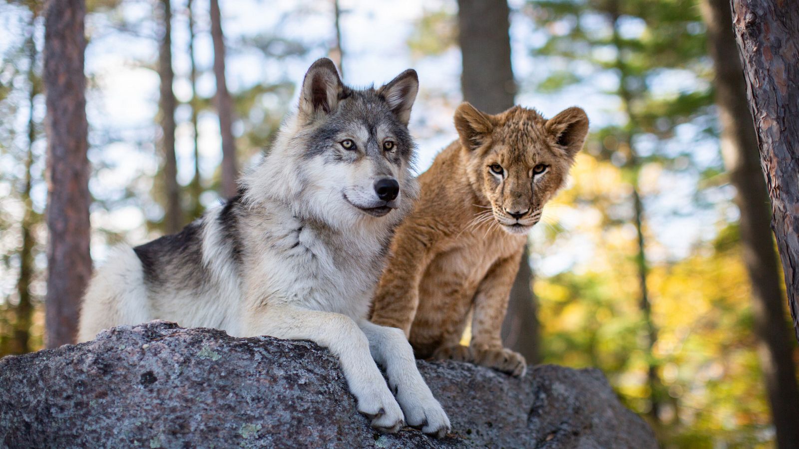 El lobo y el león - Ver película en RTVE