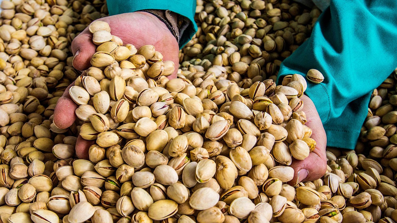 Pistacho, cultivo rentable y sostenible: España aspira ser el cuarto productor mundial