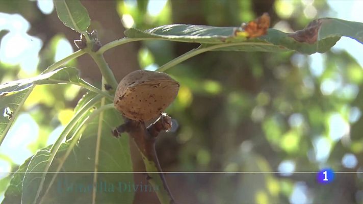 L'Informatiu - Creen una varietat d'ametlla més productiva i resilient al canvi climàtic