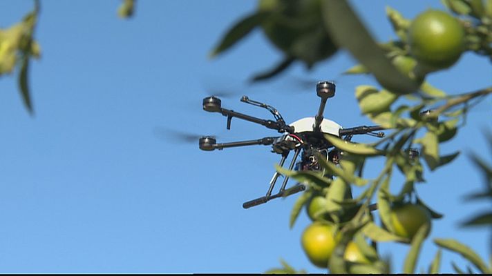 L'informatiu - Comunitat Valenciana - Tecnología para la detección de plagas en los campos valencianos