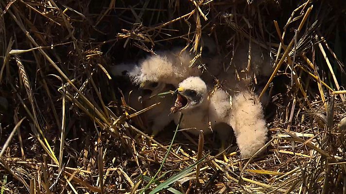 Aguilucho, crónica de una extinción anunciada