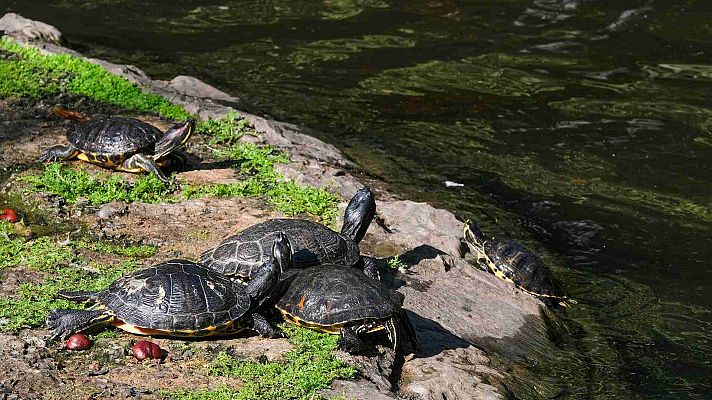 El tiempo - Este martes, tiempo estable en casi todo el país salvo en Canarias, donde podrá llover