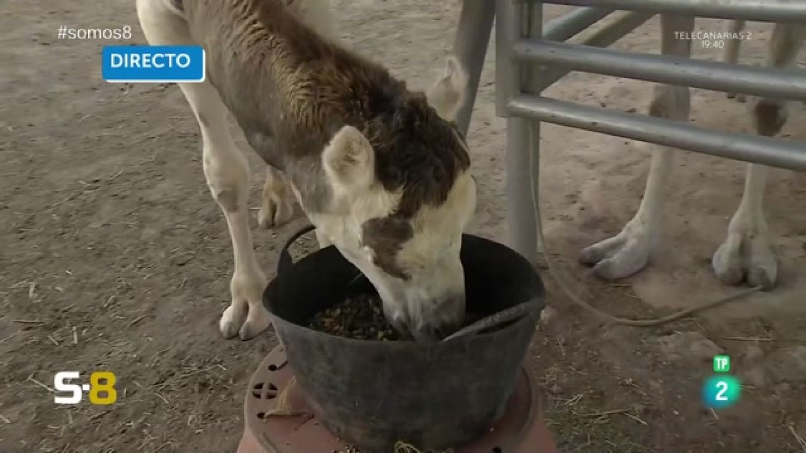 Somos 8 - 25/09/2023