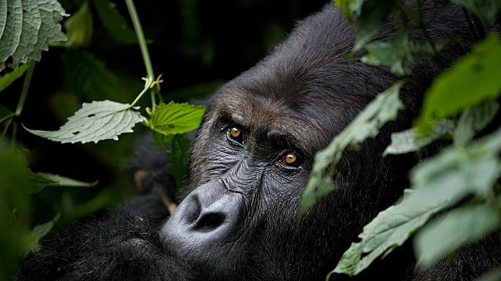 ¿Gorilas o derechos indígenas?: litigio en un Parque Nacional congoleño por la situación del pueblo indígena batwa