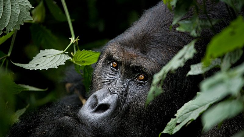 Alrededor de 100 gorilas conviven en el parque nacional Kahuzibiega, un paisaje aparentemente idílico, a costa de haber expulsado en la década de los 70 del siglo pasado al pueblo indígena batwa, que ahora malvive en los alrededores.
