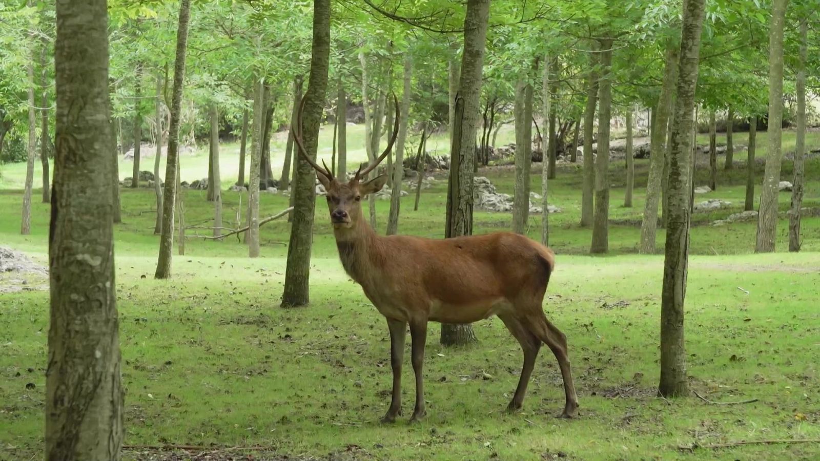 Ahora o nunca - Programa 175 - ver ahora