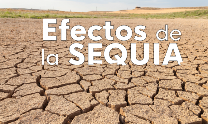 Noticias Andalucía - La sequía destruye empleo agrario