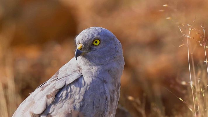 Crónica de una extinción anunciada