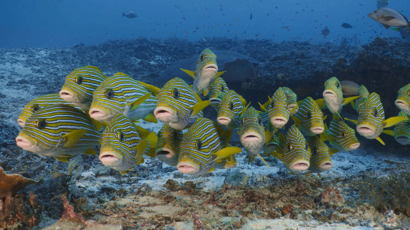 El círculo mágico del arrecife - Episodio  4: Los seres pelágicos: comer y nadar - ver ahora