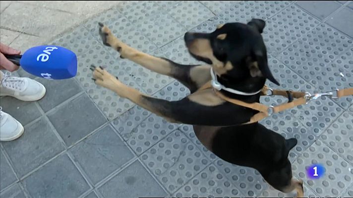 L'informatiu - Comunitat Valenciana - Seguros para los perros o cursillos para tener animales de compañía